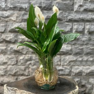 chọn trồng cây trong phòng ngủ