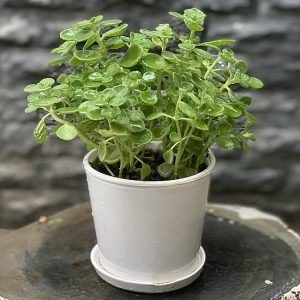 chọn trồng cây trong phòng ngủ