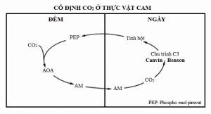chọn trồng cây trong phòng ngủ