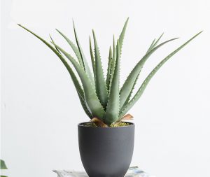 chọn trồng cây trong phòng ngủ