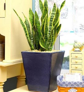 chọn trồng cây trong phòng ngủ