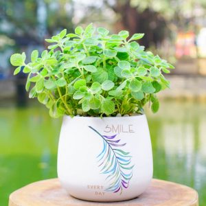 chọn trồng cây trong phòng ngủ